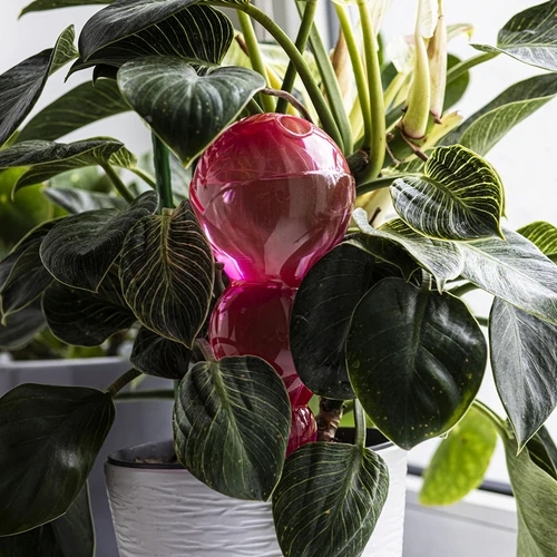 Háromkamrás (tripla) öntözőgömb, átlátszó rózsaszín, 600 ml - 7